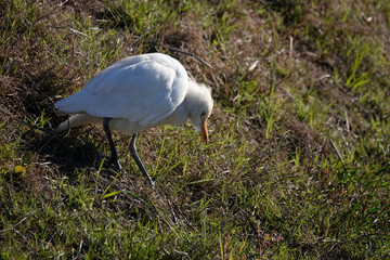 Kuhreiher (Bubulcus ibis)