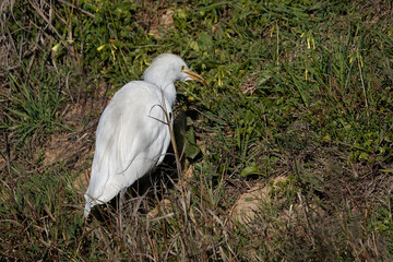 Kuhreiher (Bubulcus ibis)