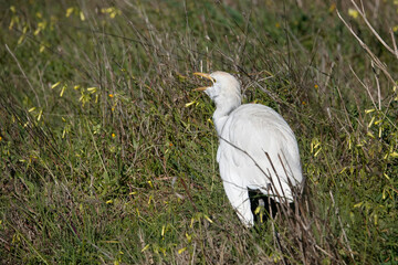 Kuhreiher (Bubulcus ibis)