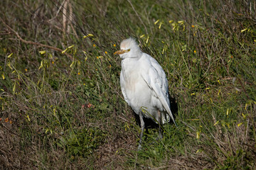 Kuhreiher (Bubulcus ibis)