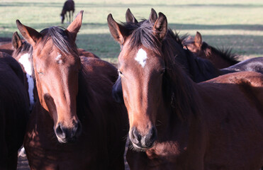 Horses in Souvigny farm, allier ,  france