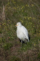 Kuhreiher (Bubulcus ibis)