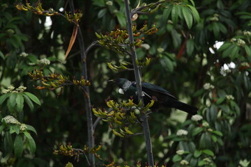 New Zealand tūī bird in native flax (harakeke).