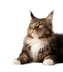 Maine Coon cat on a white background