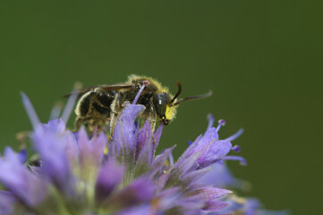 Closeup on a male Yellow loosestrife bee, Macropis europae, sitting on a purple flower