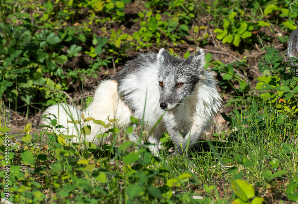 Sticker Arctic Fox in Springtime