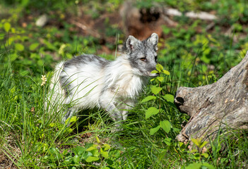Obraz premium Arctic Fox in Springtime