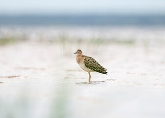 Ruff (Calidris pugnax) is a medium-sized wading bird of the Scolopacidae family. Ruff (Calidris pugnax) in winter plumage, among a typical biotope.