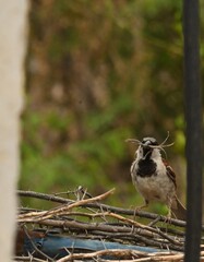 bird on the nest