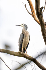 the beatiful swan  bird  in forest 