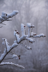 A branch of a wild rose bush plant with ice and snow in winter and red berries fruits, a rose hip branch iced up in December against the background of blurry trees in the fog