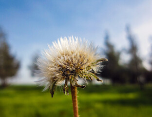 Naklejka premium Dandelion Seed Blowing in the Wind
