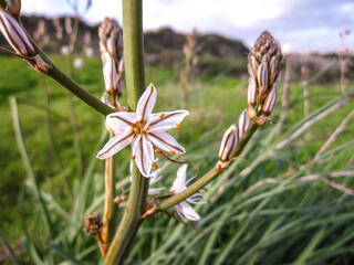 Blooming white flower in a green field