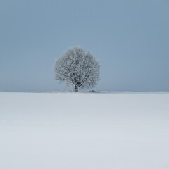 Single alone tree in snowy and frosty winter landscape