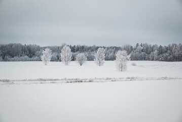Few trees in snowy and frosty winter landscape
