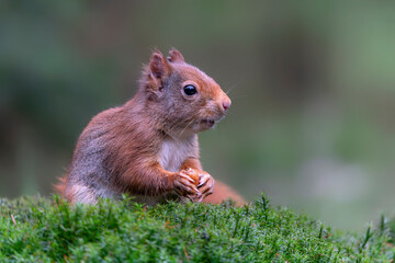 Naklejka na ściany i meble Eurasian red squirrel (Sciurus vulgaris) eating a nut in the forest of Noord Brabant in the Netherlands. 