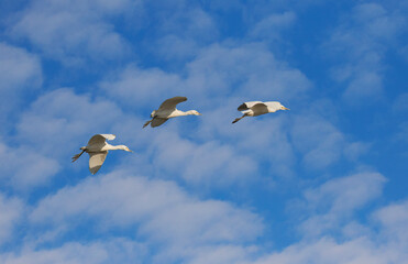 Three Little Egrets (Egretta garzetta) in flight