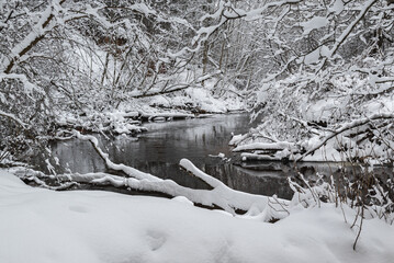 The river with fallen trees flows through a snowy winter forest