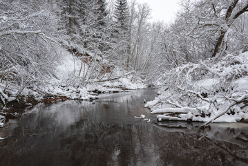 The river with fallen trees flows through a snowy winter forest