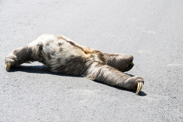 sloth crossing the road