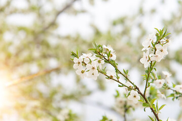 Cherry blossoms, beautiful white flowers in spring sunny day for background or copy space for text	