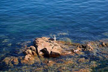 One Gull on a Rock Surrounded by Ocean