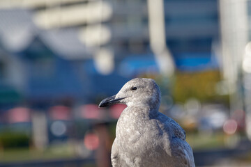 The Urban Gull