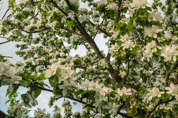 Branches of a blossoming apple tree with white flowers for publication, design, poster, calendar, post, screensaver, wallpaper, postcard, banner, cover, website. High quality photo