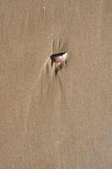 Background created from the sand on the beach.