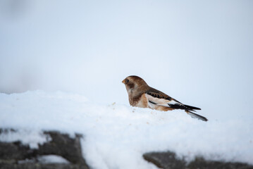 Snow bunting, śnieguła zwyczajna, Plectrophenax nivalis, passerine bird in the family Calcariidae