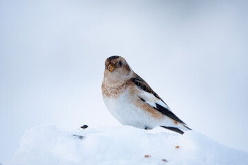Snow bunting, śnieguła zwyczajna, Plectrophenax nivalis, passerine bird in the family Calcariidae