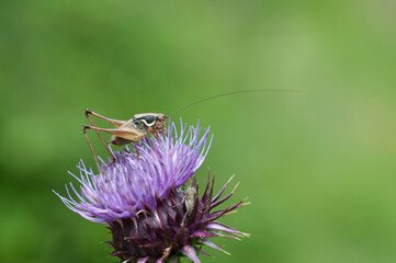 A katydid cricket (Eupholidoptera sp.), in Mersin, Turkey.