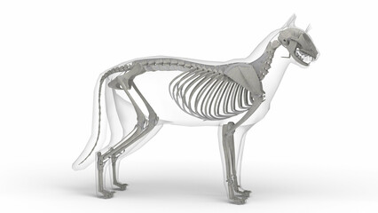 3D illustration of cat skeleton anatomy with transparent body in clean white background