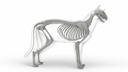 3D illustration of cat skeleton anatomy with transparent body in clean white background © victor.biosphera