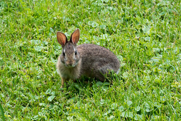 Cottontail Rabbit Eating Grass In The Field In Summer