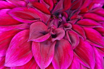 Red pink Dahlia flower macro photo. Macro dahlia petals, floral abstract background. Dahlia flower for background.