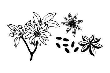 Flowering branch, seeds Star anise, Star anise. Vector stock illustration eps10. Outline on white background, hand drawing.