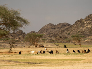 Fototapeta na wymiar desert goat farm in saudi arabia
