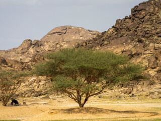 winter in saudi arabia 