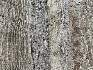 Wood tree bark trunk brown gray background texture.
