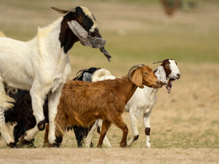 Obraz premium desert goat farm in saudi arabia
