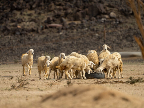 desert goat farm in saudi arabia