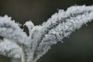 Macro photography of frosted flower 