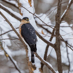 Sharp-shinned Hawk (Accipiter striatus) perched on a tree branch during winter with snow.
