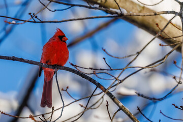 Northern cardinal (Cardinalis cardinalis) perched on a snow covered tree limb during winter in Wisconsin. Selective focus, background blur and foreground blur.
