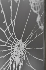 Macro photography of a frosty cobweb