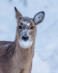 White-tailed deer (Odocoileus virginianus) covered with snow in the forest during winter. Selective focus, background blur and foreground blur.
