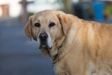 portrait of a retriever, golden retriever portrait, golden retriever dog