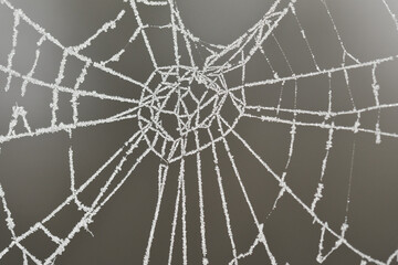 Macro photography of a frosty cobweb