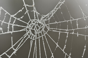 Macro photography of a frosty cobweb